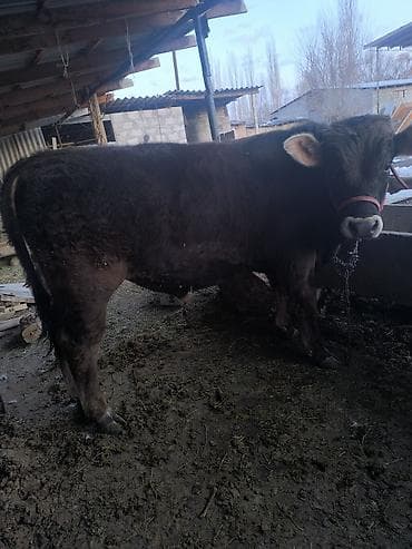 бука бык бычок: Продаю | Бык (самец) | Полукровка | На откорм | Привязанные — 3