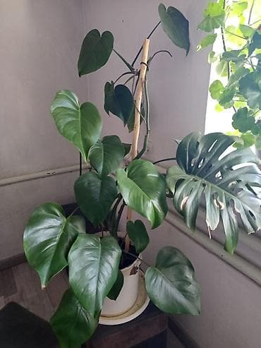 Монстера деликатесная (Monstera deliciosa) в горшке - Крупное