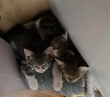 мейн кун кошки: Котята, полосатые (серо-коричневый тигровый окрас) с белыми носиками и — 1