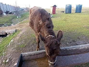 щенки дратхаар: Продаю | Музоо, торпок — 7