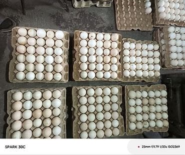 тоок гриль бишкек: Продаю. Индюшиные инкубацыонные яйца, не местные .Принимаю заказы на — 4