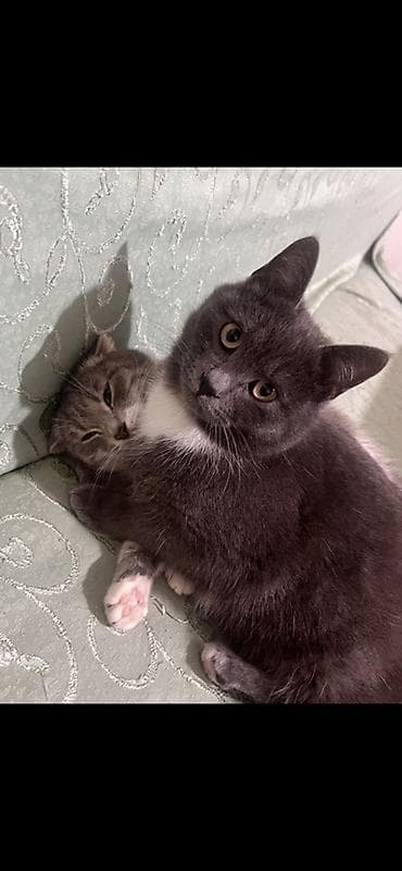 ориентальная длинношерстная кошка: Кошка даром: Скотиш Фолд (Шотландская вислоухая), 3 года, Мальчик, Приучена к лотку — 2
