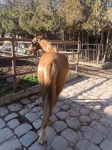 Аквариумдар: Сатам | Жылкы (эркек), Байтал | Жумушка | Мерин — 2