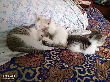 жаны асый: Котята домашние, короткошёрстные. В помёте несколько малышей с разным — 2