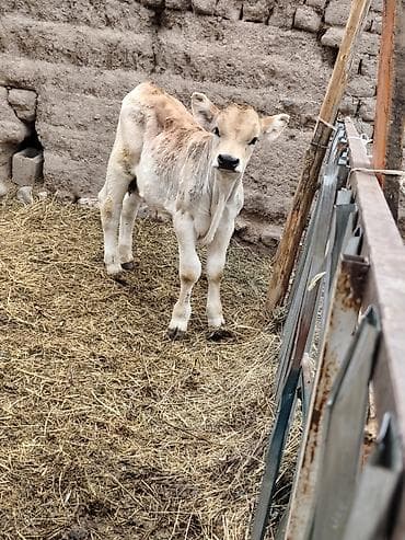 ветеринар вызов дом в бишкеке: Продаю | Бык (самец) | Полукровка | На откорм | Привязанные — 4