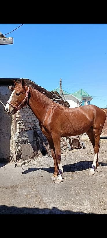 уй сатылат бишкек 2022: Сатам | Байтал | Жумушка — 2