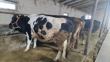 кошки жалал абад: Сатам | Уй (ургаачы), Кунаажын — 9