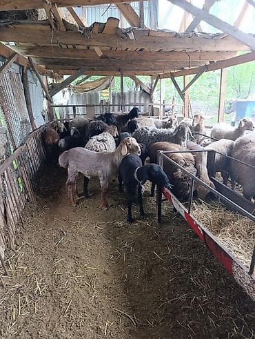 туки сена: Продаю | Овца (самка) | Полукровка | Для разведения | Матка — 2