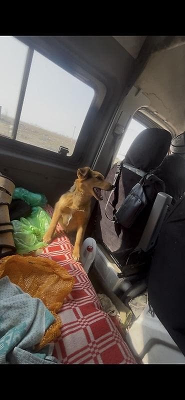 куплю хомяка с клеткой: Отдам в хорошие любящие руки. Не на цепь!!! Только в дом с хорошим — 2