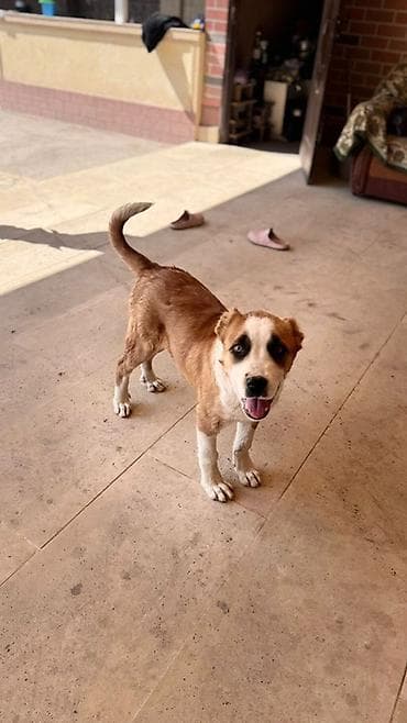 питомники собак в бишкеке: Алабай, 4 месяца, Самец, С прививкой — 2