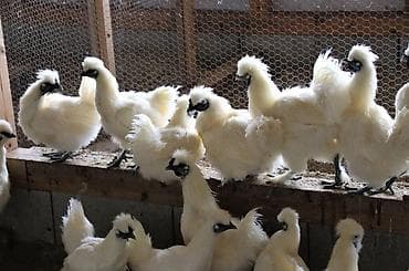 продаю квочку: Продаются куры петухи порода шелковые — 2