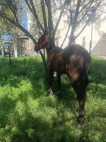 индийский бегунок купить: Продаю | Конь (самец) | Для разведения | Племенные — 2