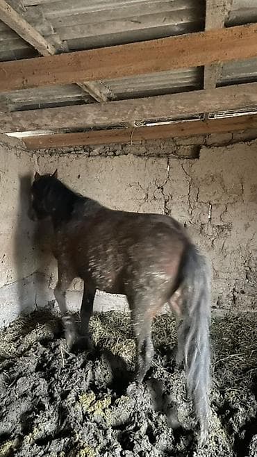 Животные: Продаю | Жеребец | Рабочий — 4