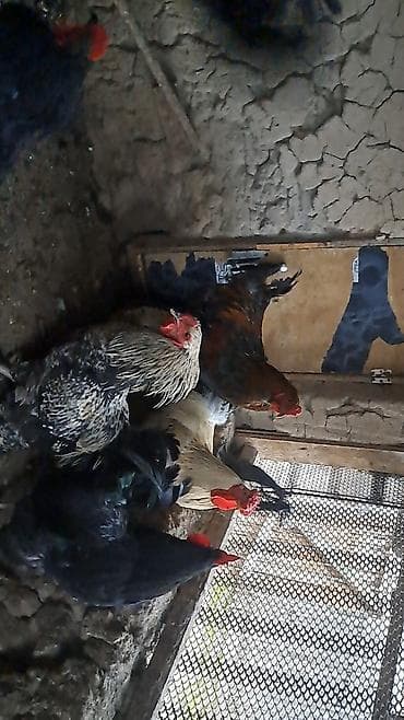 цыплята бролера: Продаю | Петух | Брама, Домашняя | Для разведения — 2