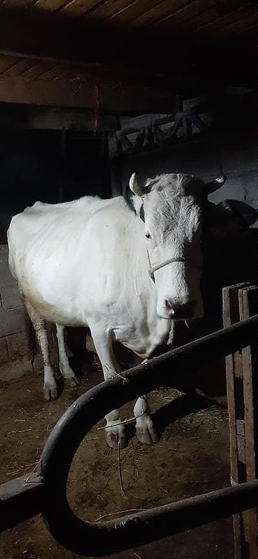 продажа карова: Продаю | Корова (самка) | Для молока | Привязанные — 3