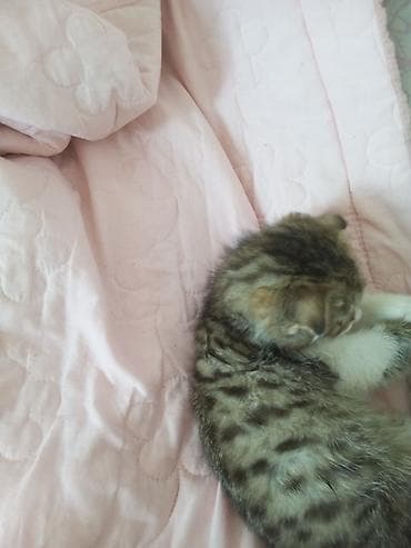 сиамский кошка: Пордам цена договорная — 3