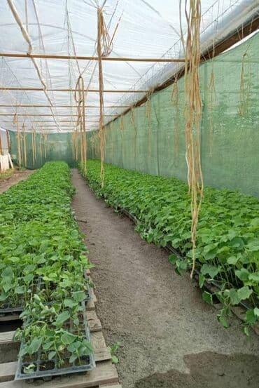 стол шкаф: Теплица, предназначенная для выращивания различных — 13