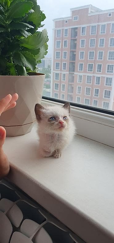 котята сиамские купить: Кошка даром: Сиамская, Мальчик — 2