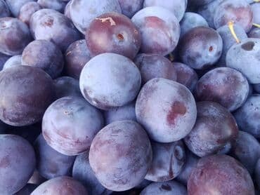 купить привитые саженцы фисташки: Саженцы сливы. Крупный, сладкий сорт, хорошо приживается в Чуйской — 1