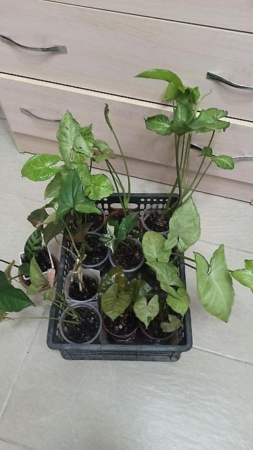 Алоэ: Смнгониумы детки, цена за штуку, район Ошского рынка, самовывоз — 10