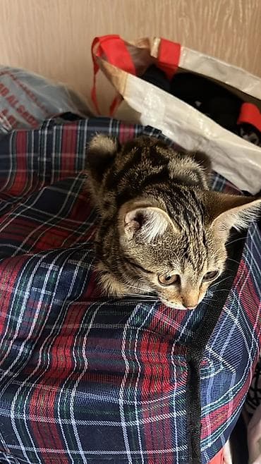 scottish fold: Девочка тигрово-мраморного окраса На последних фото ее отец Девочке — 2