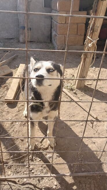 сколько стоит чихуахуа в бишкеке: Хаски, 1 год, Самка, С родословной — 4