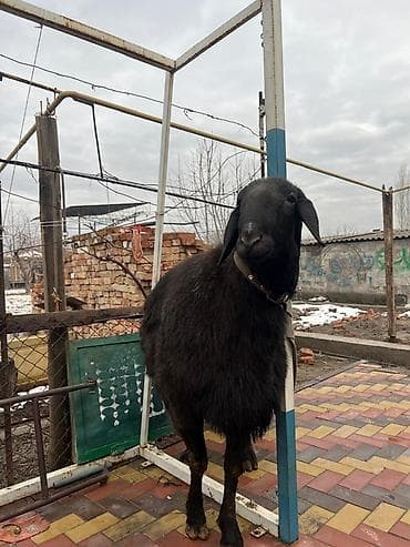 корова молочная: Продаю | Баран (самец) | Арашан | Для разведения | Племенные, Осеменитель — 5