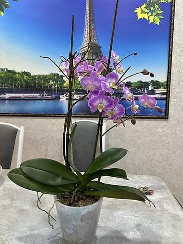 Продаю красивые лиловые орхидеи 🌸 В наличии растения разных размеров