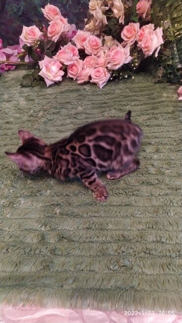 куда можно отдать собаку в бишкеке: Бенгальская, 2 месяца, Девочка — 21