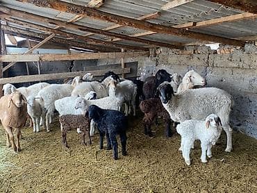 А/ч жаныбарларын сатам: Сатам | Ургаачы кой (ургаачы) | Көбөйтүү үчүн | Ургаачы — 2