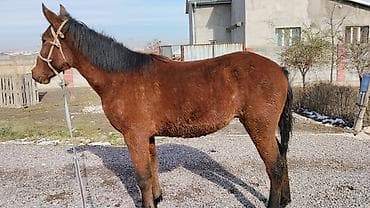 кролики нзб: Продаю | Жеребенок | Полукровка | Рабочий — 1