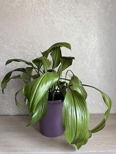 Канцтовары: Продается цветок — 3