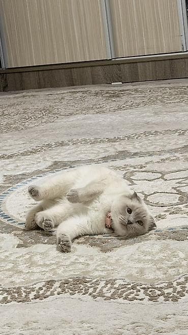 купить котёнка мейн кун: Отдаю в добрые руки моих котов, из за аллергии, белая девочка, черный — 3