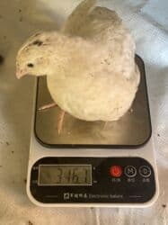 продажа домашних животных: Перепела только начали нестись порода мясо яичная отличный выбор для — 3