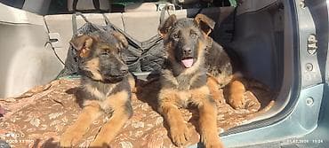 стерилизация собак: Немецкая овчарка, 3 месяца, Самка, С прививкой, С родословной — 4