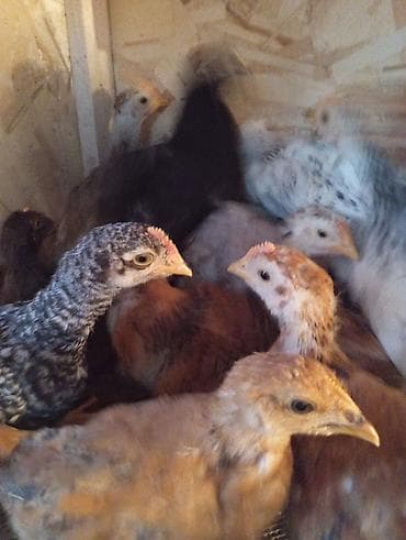 мышык берем: Сатам | Балапандар | Көбөйтүү үчүн — 9