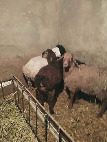 улак отук: Продаю ягнят 4 штуки возраст по 2.5 месяцев есть и ярки и мальчики — 3