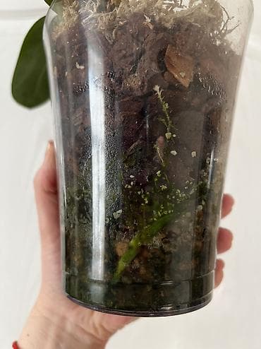 обмен цветы: Фаленопсис Dpts. Fuller’s Sunset ‘peloric’ - Вид/гибрид — 4