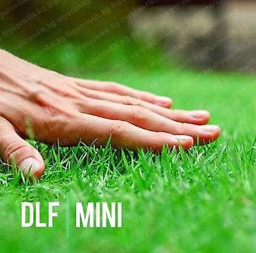 газонная трава: Газонные семена DLF (Дания) — профессиональные смеси для плотного — 4