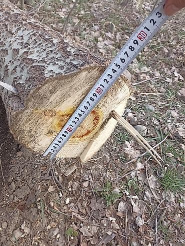 брус сосна: Бревна тополя! Характеристики: - Порода: осина/тополь (светлая — 6