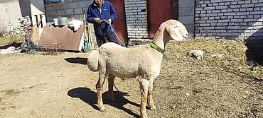 кролики бишкек: Продаю | Баран (самец) — 7