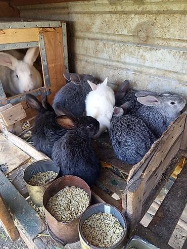 Тонометры: Болт оцинкованный шайба гайка — 8