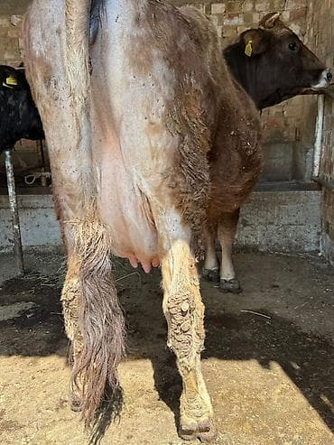 швец корова: Продаю | Корова (самка) | Для молока — 9