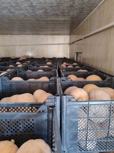 тыква оптом: Тыква Матильда, выращенная на огороде, отличается нежным сладковатым — 1