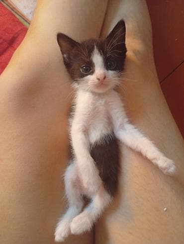котик 1 месяц: Отдам котят в добрые руки,им больше месяца,кушают самостоятельно,ходят — 2