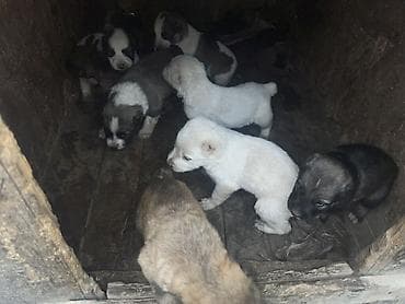 собакам: Щенки от крупных сторожевых собак (алабай) — 1
