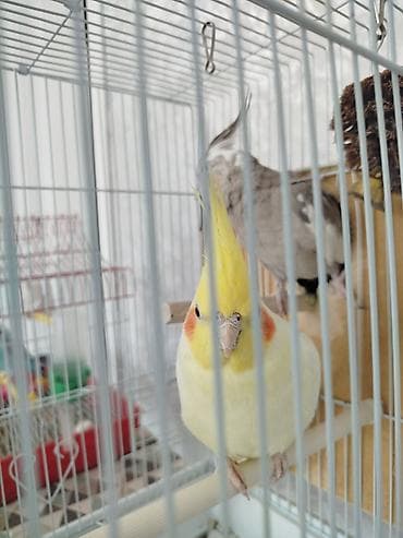 Продам попугаевкореллы,самка и самец.Без клетки. Они не пара