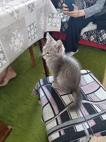 Котята серых и дымчатых окрасов. - Возраст: примерно 2–3 месяца (по