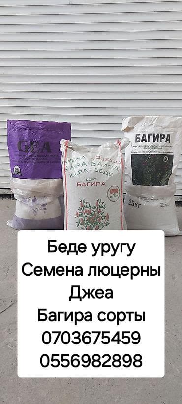семена капусты в бишкеке: ОПТОМ ОПТОМ Беде уругу Джеа Багира сорттору. 24/7 на связи — 1