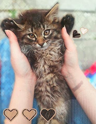 fermer kg: Срочно ищем дом для котят! Четыре милых котенка (3 мальчика и 1 — 4